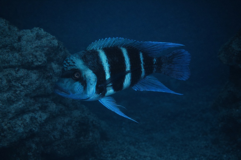 Cyphotilapia gibberosa 'Moliro'
